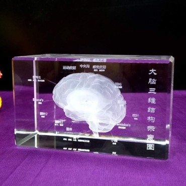 3D Kristal İnsan Beyni Modeli
