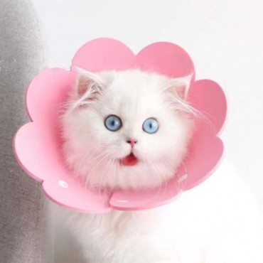 Evcil Hayvan M Boy Keçe Elizabeth Yakalığı  