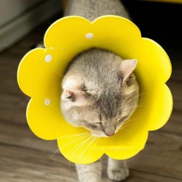 Evcil Hayvan XL Boy Keçe Elizabeth Yakalığı   